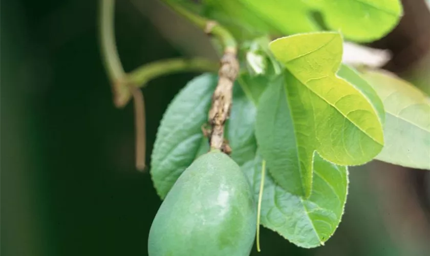 Passiflora gracilis