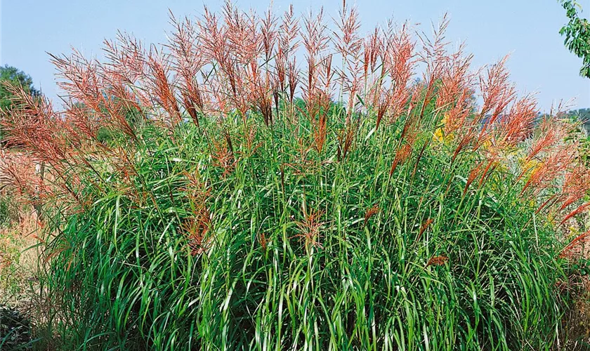 Miscanthus sinensis 'Septemberrot'