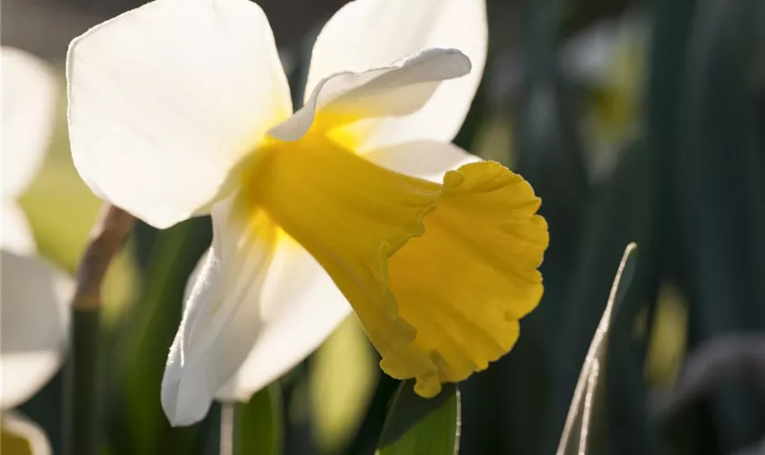 Narcissus 'Akita'