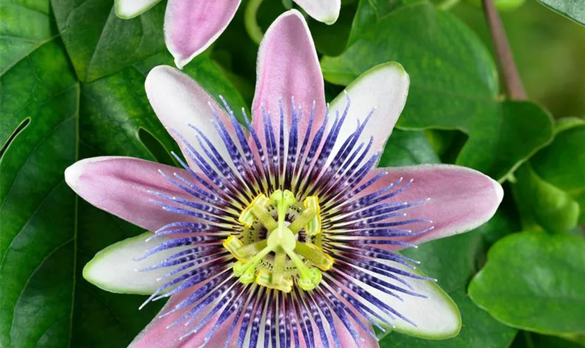 Passiflora 'Imperatrice Eugenie'