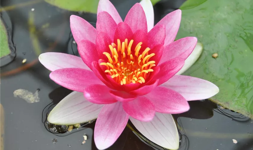 Nymphaea 'Attraction'