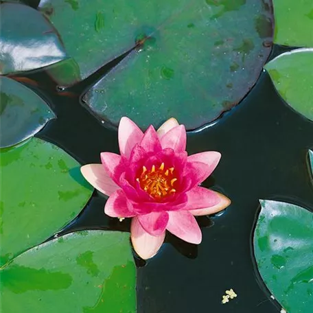 Nymphaea tetragona, rosa