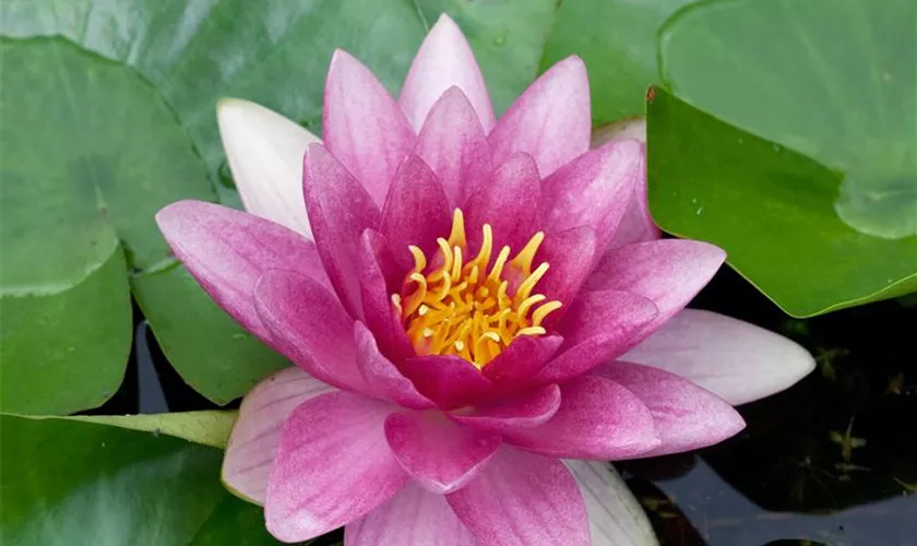 Nymphaea 'Nigel'