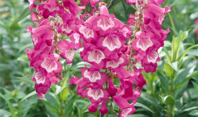 Penstemon cultorum 'Grape Taffy'