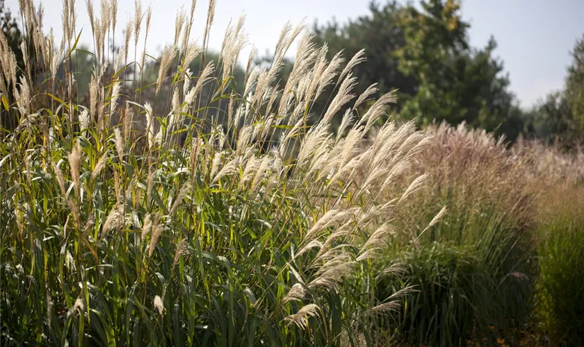 Miscanthus sinensis 'Silberturm'