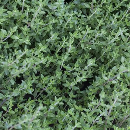 Origanum species 'Supreme'