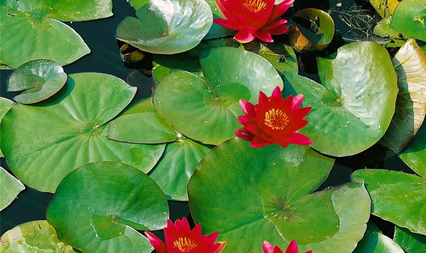 Nymphaea 'Escarboucle'