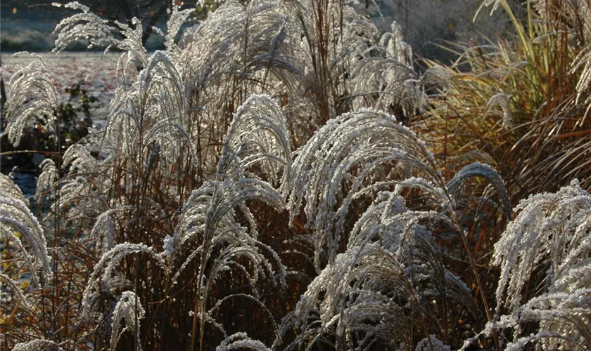 Miscanthus sinensis 'Sioux'