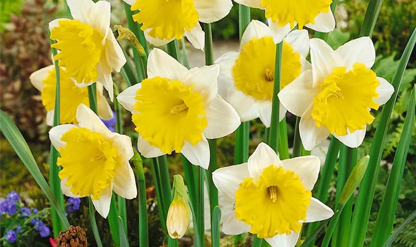 Narcissus 'Attraction'