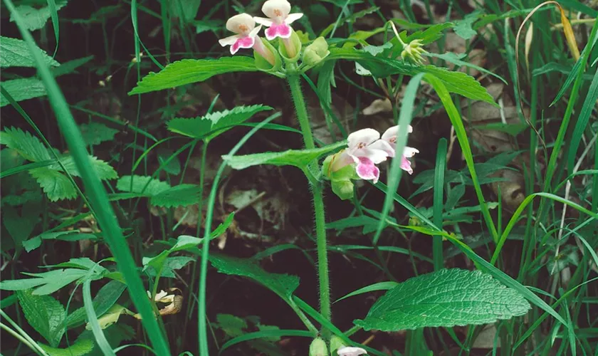 Melittis melissophyllum