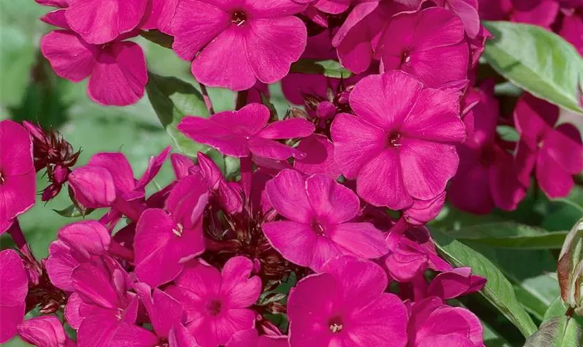 Phlox paniculata 'Septemberglut'