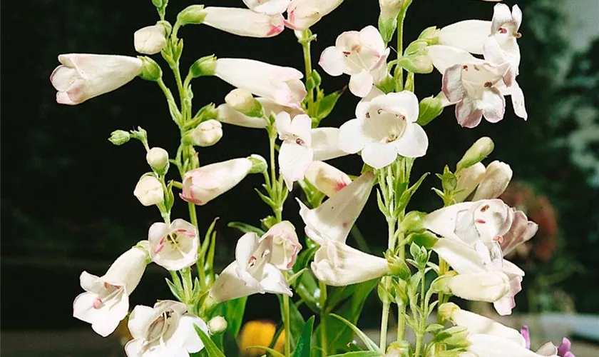 Penstemon cultorum 'White Bedder'