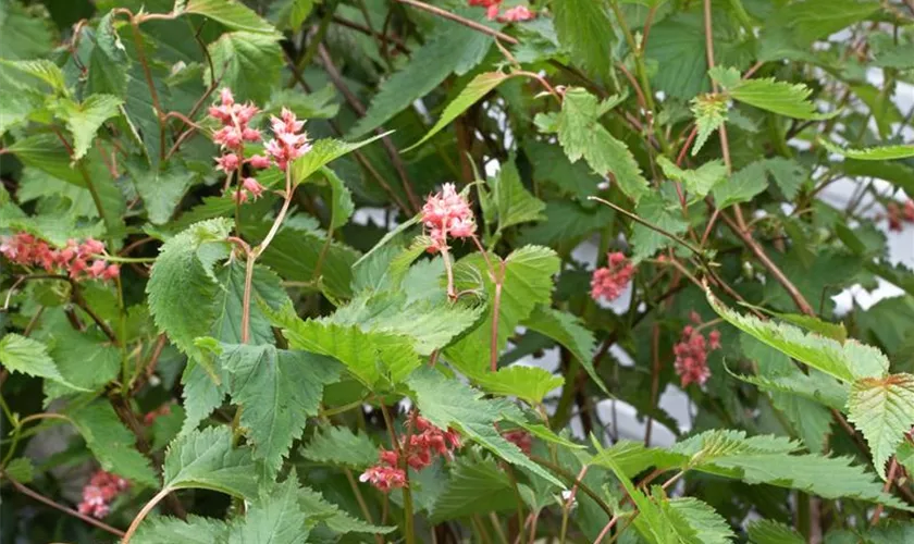 Rote Traubenspiere