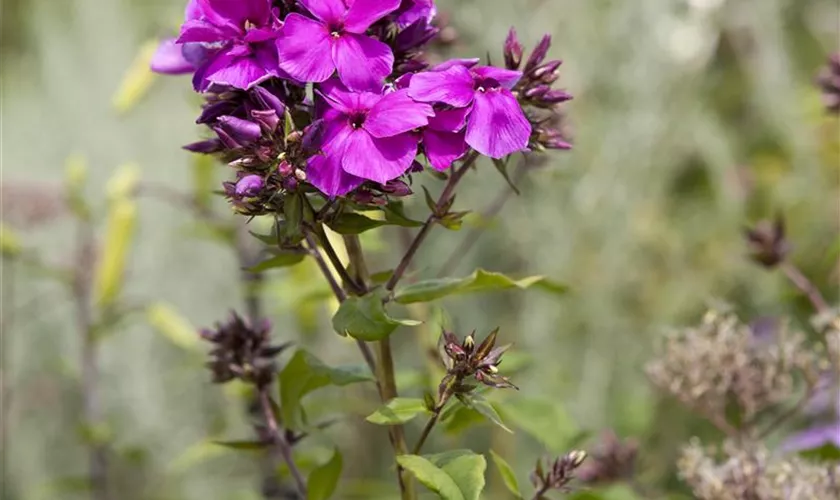 Phlox paniculata 'Starfire'