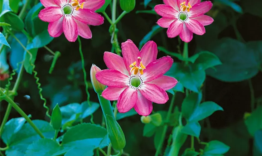 Passiflora 'Pink Passion'