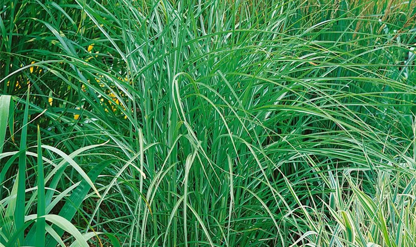 Miscanthus sinensis 'Undine'