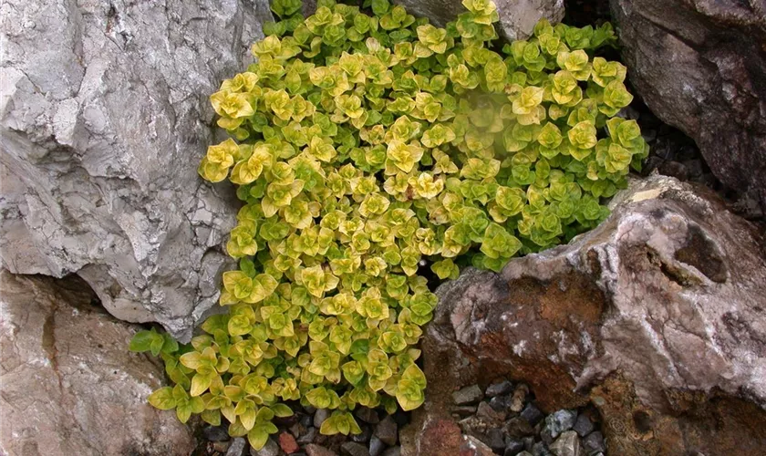 Gelblaubiger Dost 'Aureum Crispum'