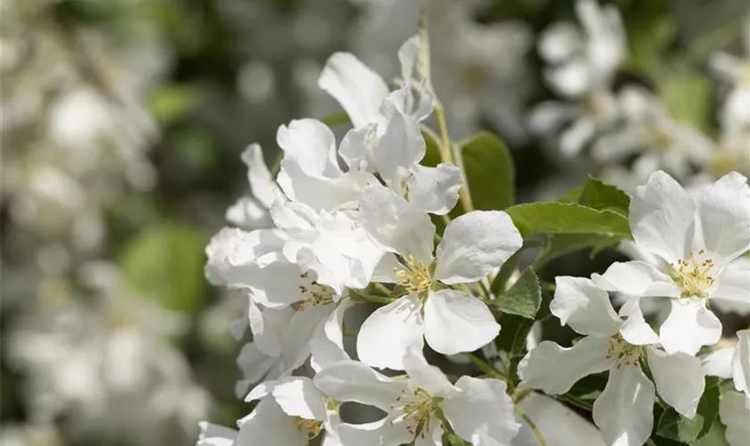 Zierapfel 'Street Parade'