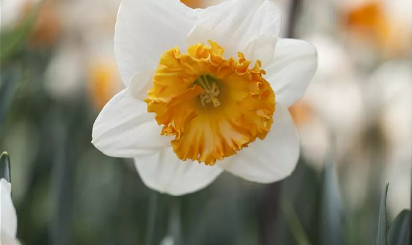 Narcissus 'Barrett Browning'