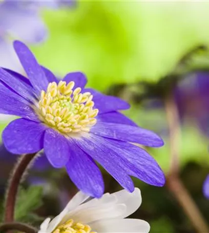 Anemonen im Topf bringen Farbenfreude auf den Balkon