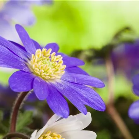 Anemonen im Topf bringen Farbenfreude auf den Balkon