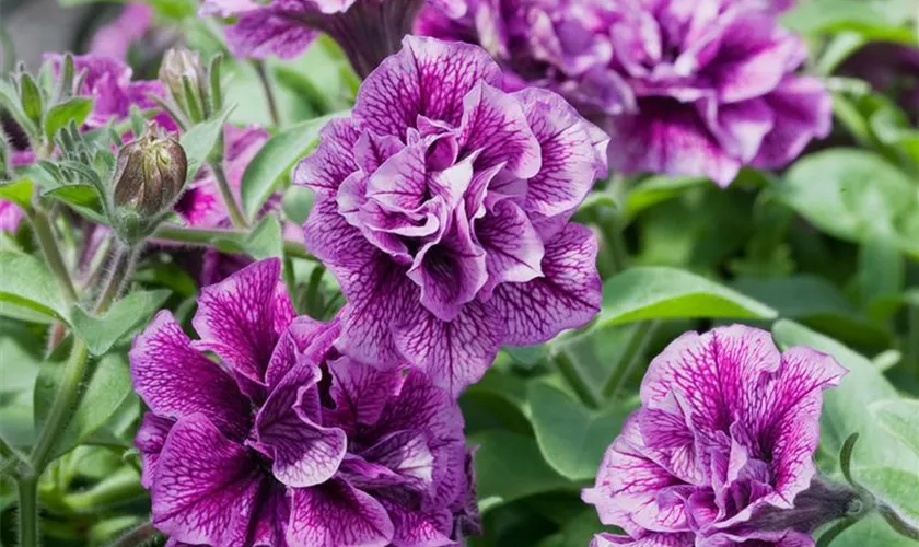 Petunia 'Priscilla'