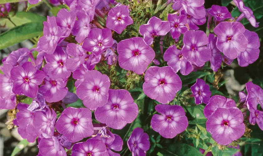 Phlox paniculata 'Velvet Flame'