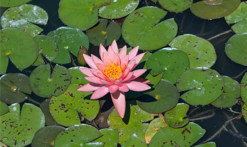 Nymphaea 'Colorado'