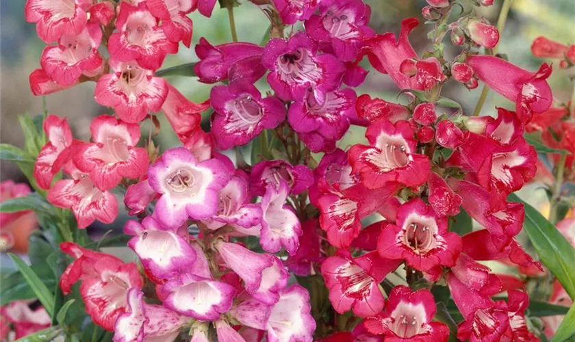 Penstemon hartwegii 'Giganteus'