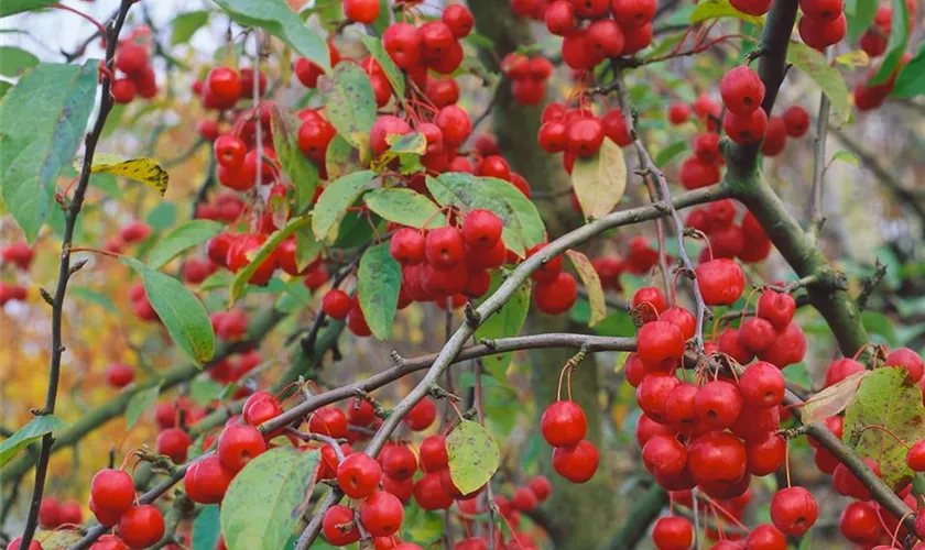 Chinesischer Apfel