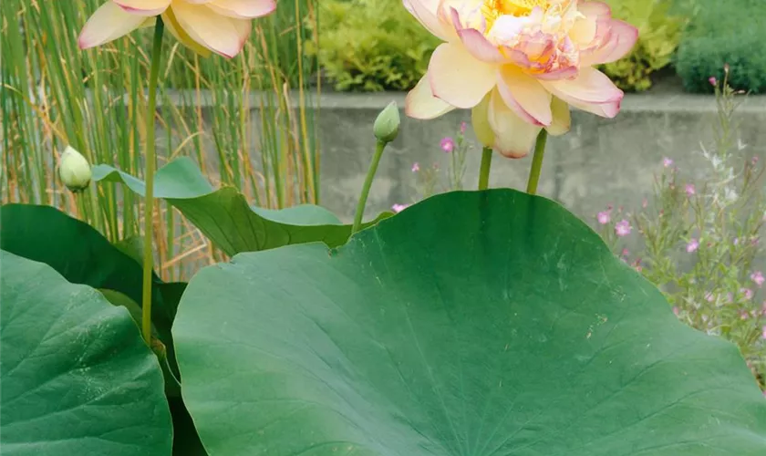 Nelumbo nucifera 'Empress'