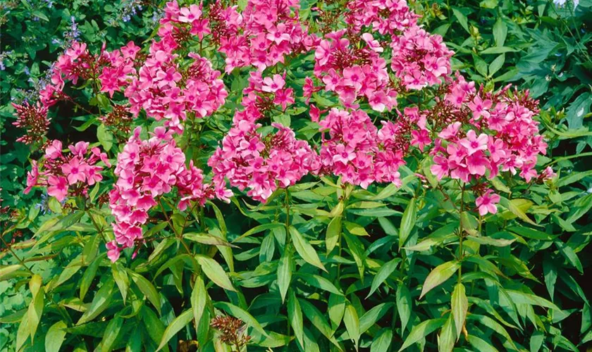 Phlox paniculata 'Windsor'