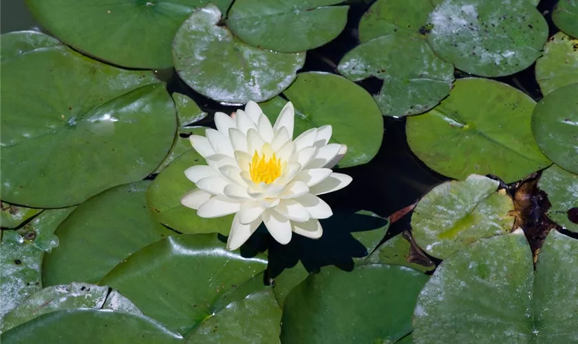 Nymphaea 'Denver'