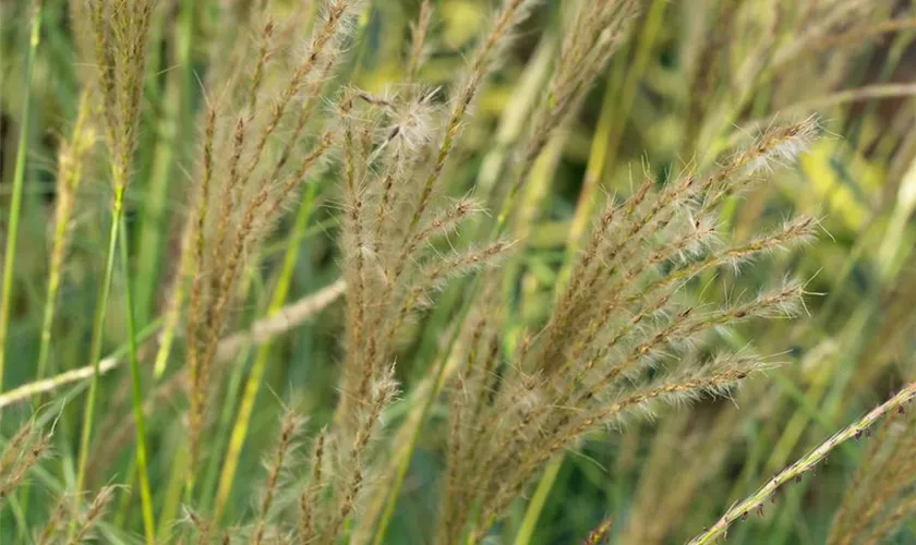 Miscanthus sinensis 'Yaku Jima'