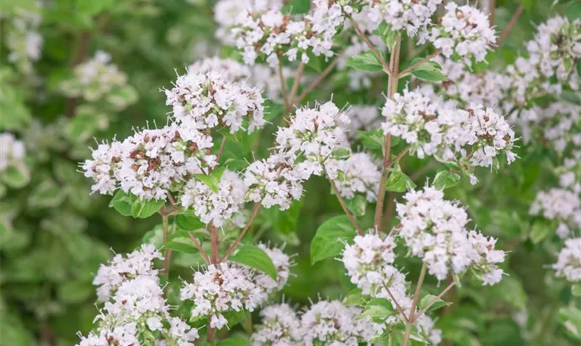 Origanum vulgare 'Faltertreff'