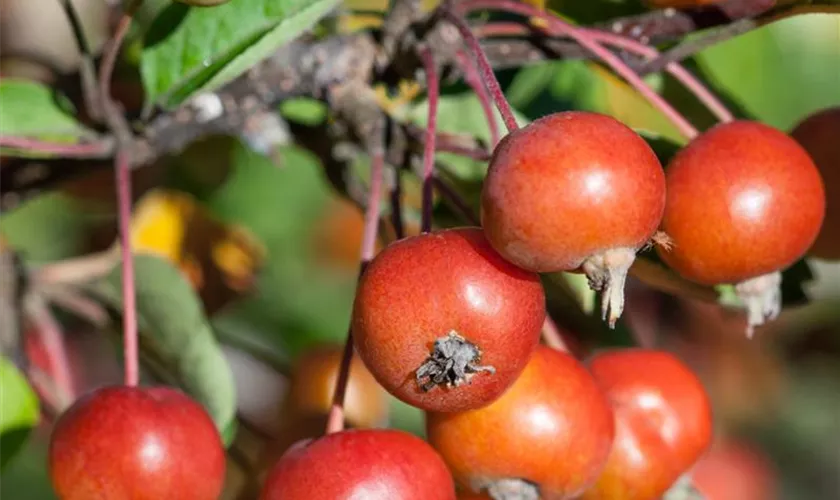 Zierapfel 'Sun Rival'