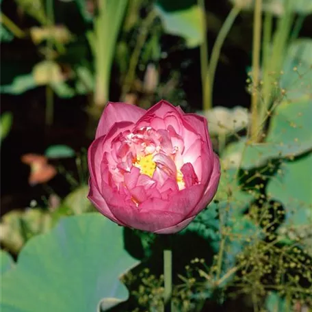 Garten-Lotosblüte 'Momo Botan'