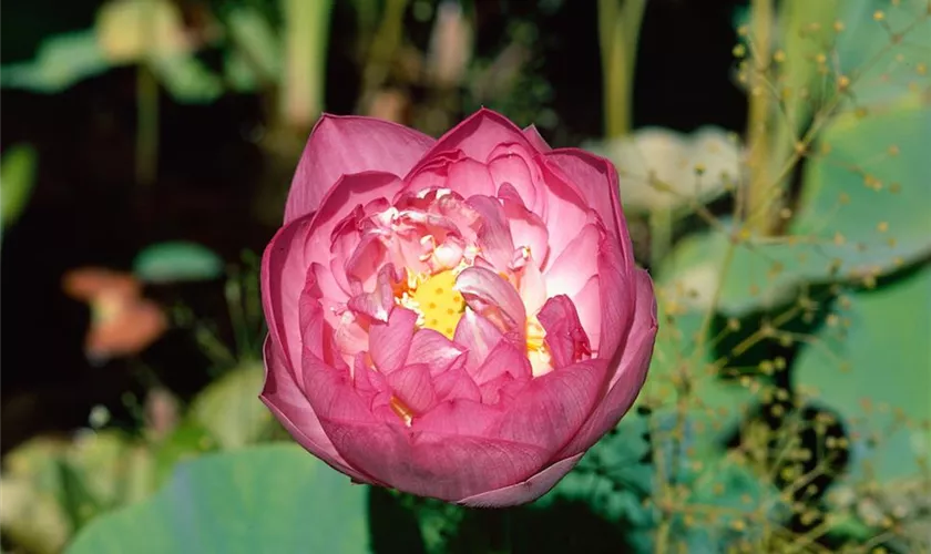 Nelumbo nucifera 'Momo Botan'