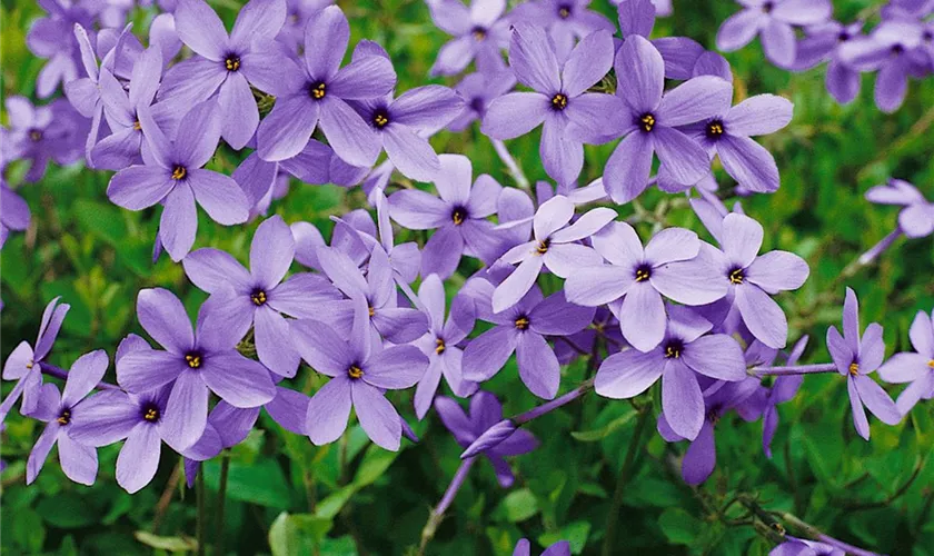 Wander-Phlox 'Violet Velvet'