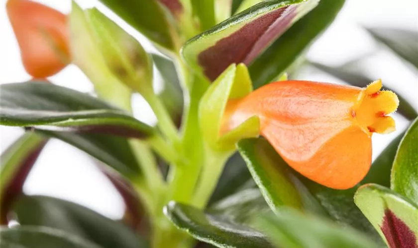 Nematanthus gregarius 'Sarah'