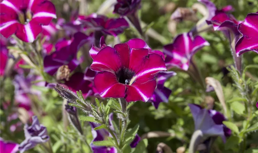 Petunia 'Sangria Star'