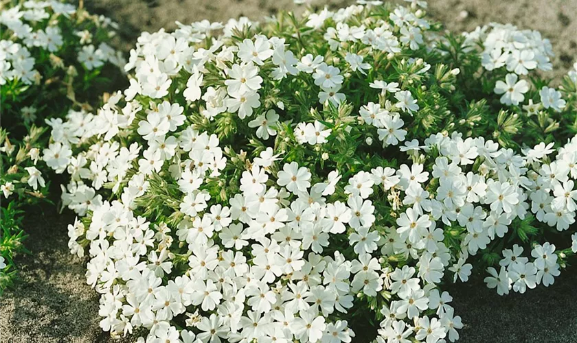 Phlox stolonifera 'Alba'