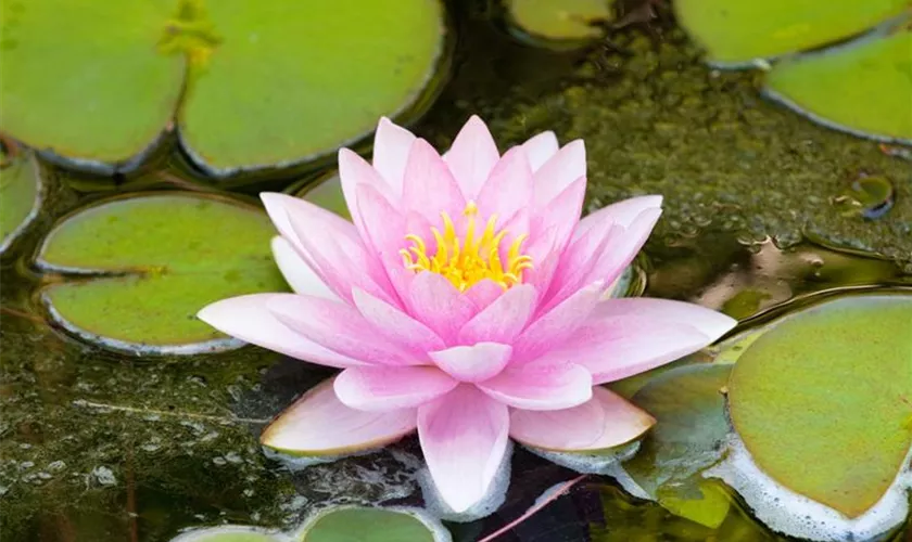 Nymphaea 'Fritz Junge'