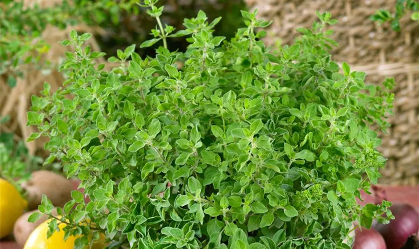 Griechischer Oregano 'Kreta'