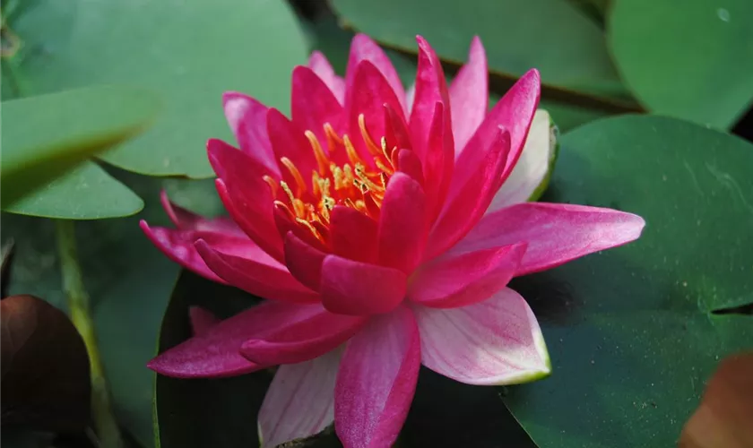 Nymphaea 'Froebeli'