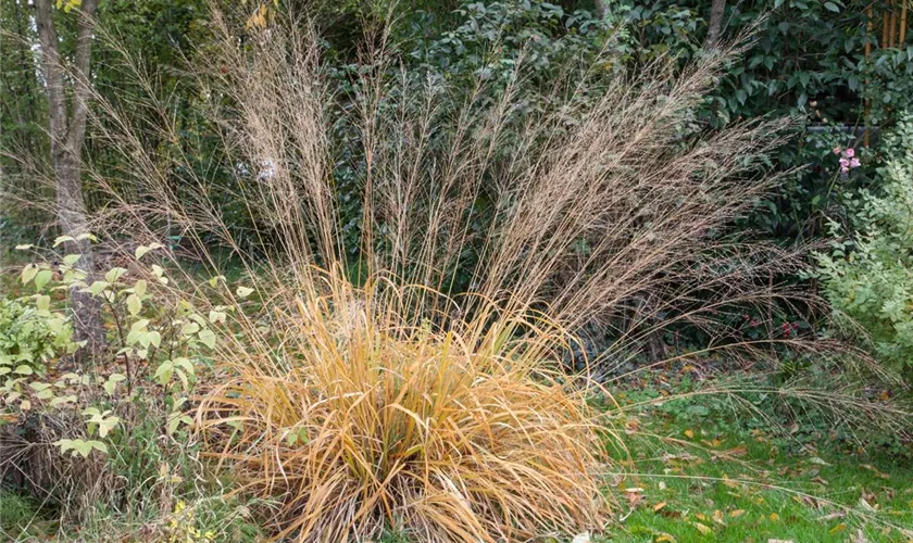 Molinia arundinacea 'Fontäne'