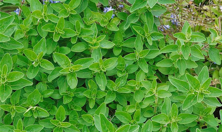 Origanum vulgare 'Nanum'