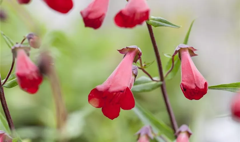 Penstemon hartwegii 'Schoenholzeri'