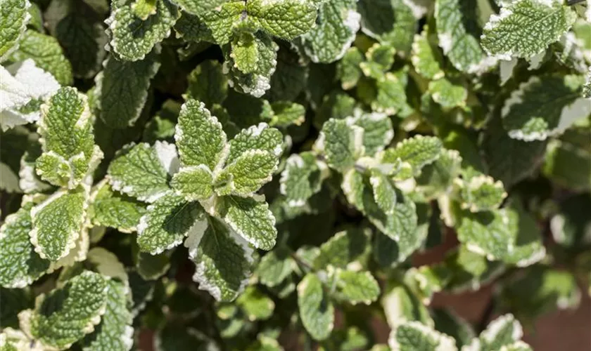 Mentha arvensis