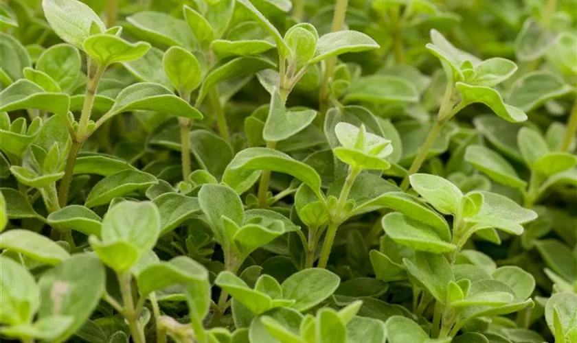 Origanum vulgare 'Pendula'